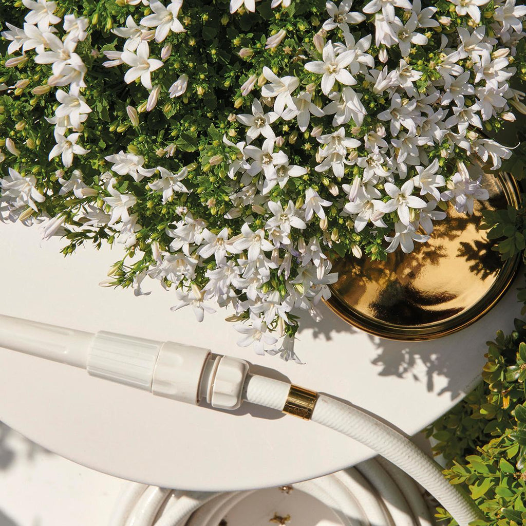 Campanula Addenda Ambella weiß 6er Set – Glockenblume weiß Topfgröße 12cm – winterhart, lang blühend – Bodendecker für ca.1m² – Plant