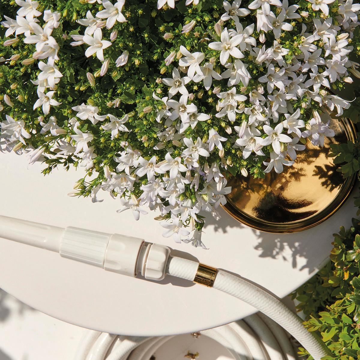 Campanula Addenda Ambella weiß 6er Set – Glockenblume weiß Topfgröße 12cm – winterhart, lang blühend – Bodendecker für ca.1m² – Plant