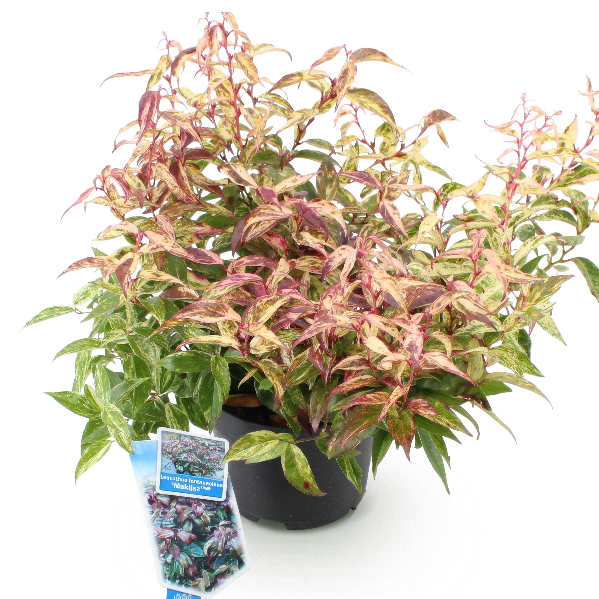 Traubenheide Leucothoe Makijaz – 17cm Höhe ca.45cm – Immergrün & farbintensiv – Braun – grünes Laub – Pflegeleichter dekorativer Zierstrauch – Plant