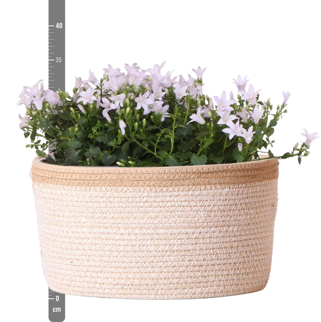 Campanula Addenda Ambella weiß 3er Set – Glockenblume weiß im Baumwollkorb mit Bewässerungsreservoir – Topfgröße 12cm – Plant
