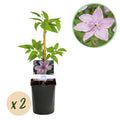 Kletterpflanze Clematis Hagley Hybrid – Rosa Blüten – Wenig Pflege – 2 Pflanzen – 11cm Höhe 40cm – Für Garten, Balkon & Pergolen – Plant