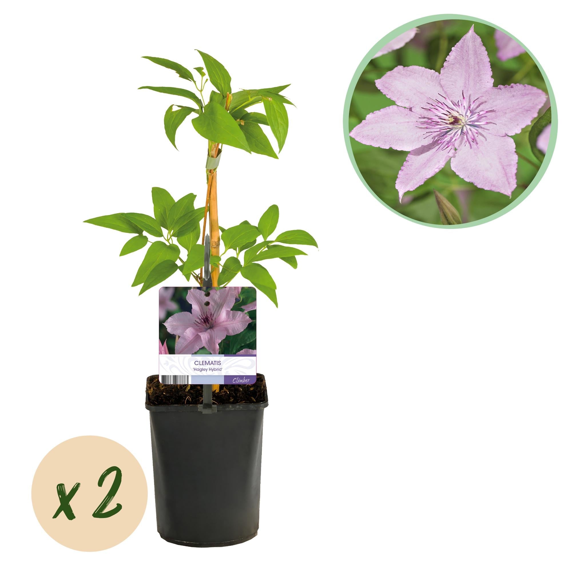 Kletterpflanze Clematis Hagley Hybrid – Rosa Blüten – Wenig Pflege – 2 Pflanzen – 11cm Höhe 40cm – Für Garten, Balkon & Pergolen – Plant