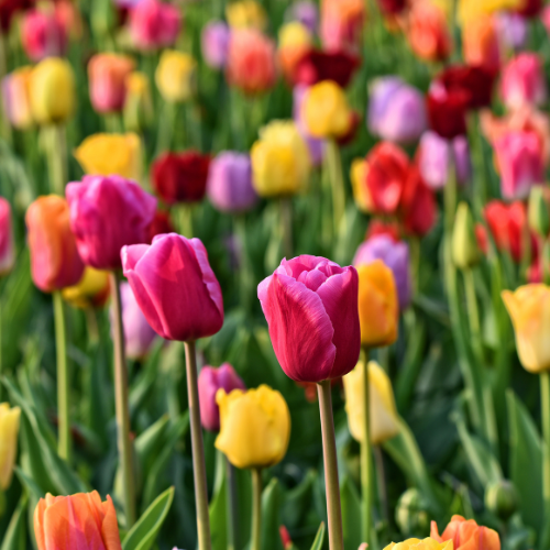 Tulpenzwiebeln Mix – 20 Blumenzwiebeln – Bunte Tulpenmischung für Garten, Topf oder Beet – Frisch vom Züchter – Pflegeleicht & mehrfarbig – Frühblüher für Frühjahr – Plant
