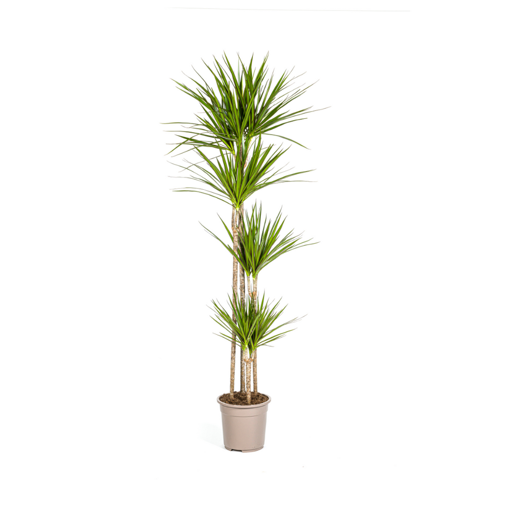 Drachenbaum Dracaena Marginata Green – Große Zimmerpflanze – Ø27cm – 170-190cm hoch – Schlanke dunkelgrüne Blätter – Moderner Urban Jungle Klassiker – Plant