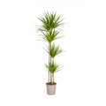 Drachenbaum Dracaena Marginata Green – Große Zimmerpflanze – Ø27cm – 170-190cm hoch – Schlanke dunkelgrüne Blätter – Moderner Urban Jungle Klassiker – Plant