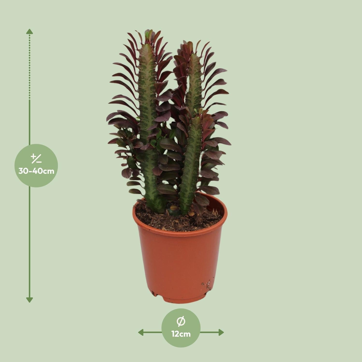 Euphorbia Trigona Rubra – Wolfsmilch – Zimmerpflanze – Ø12cm – ↕40cm – Rote Sukkulente – Pflegeleicht & robust – Für sonnige Innenbereiche – Plant