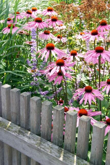 Rotblühender Scheinsonnenhut Echinacea purpurea 'Magnus' – ↕10-25cm – Ø9cm – Purpur – Sonnenhut – Bienenfreundlich – Für Sonne & Beete – Plant