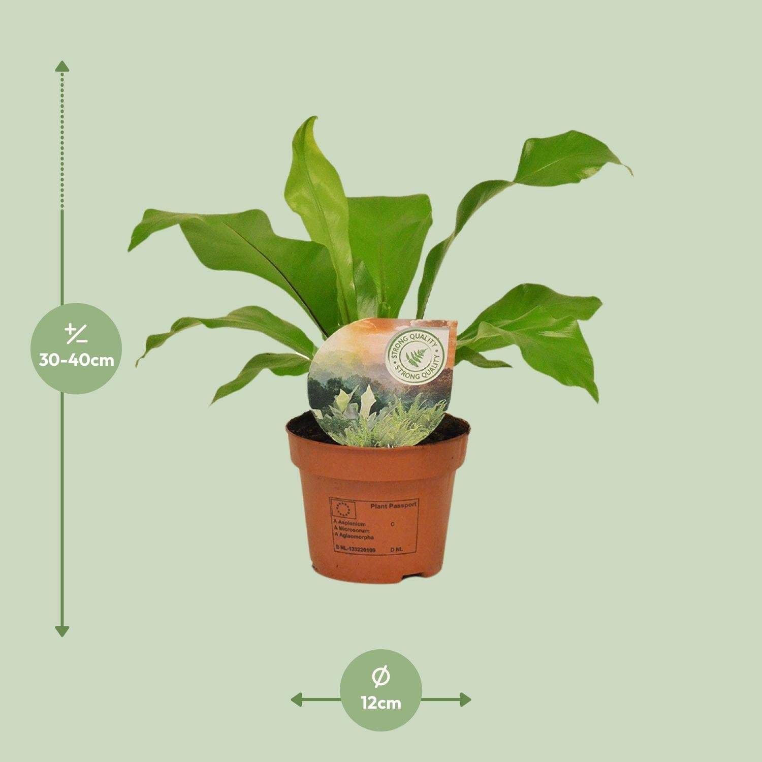 Rippenfarn – Asplenium Nidus – Zimmerpflanze – Ø12cm – ↕35cm – Pflegeleicht & Luftreinigend – Ideal für Halbschatten – Plant