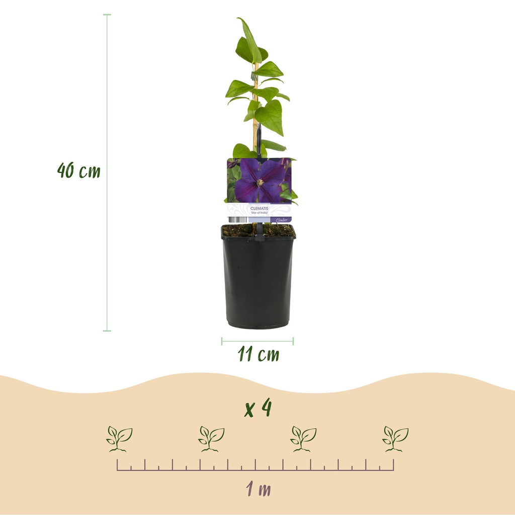 Kletterpflanze Clematis Star of India – Tiefblaue Blüten – 2 Pflanzen – 11cm x H40cm – Pflegeleicht & Winterhart – Ideal für Garten, Balkon & Pergolen – Plant