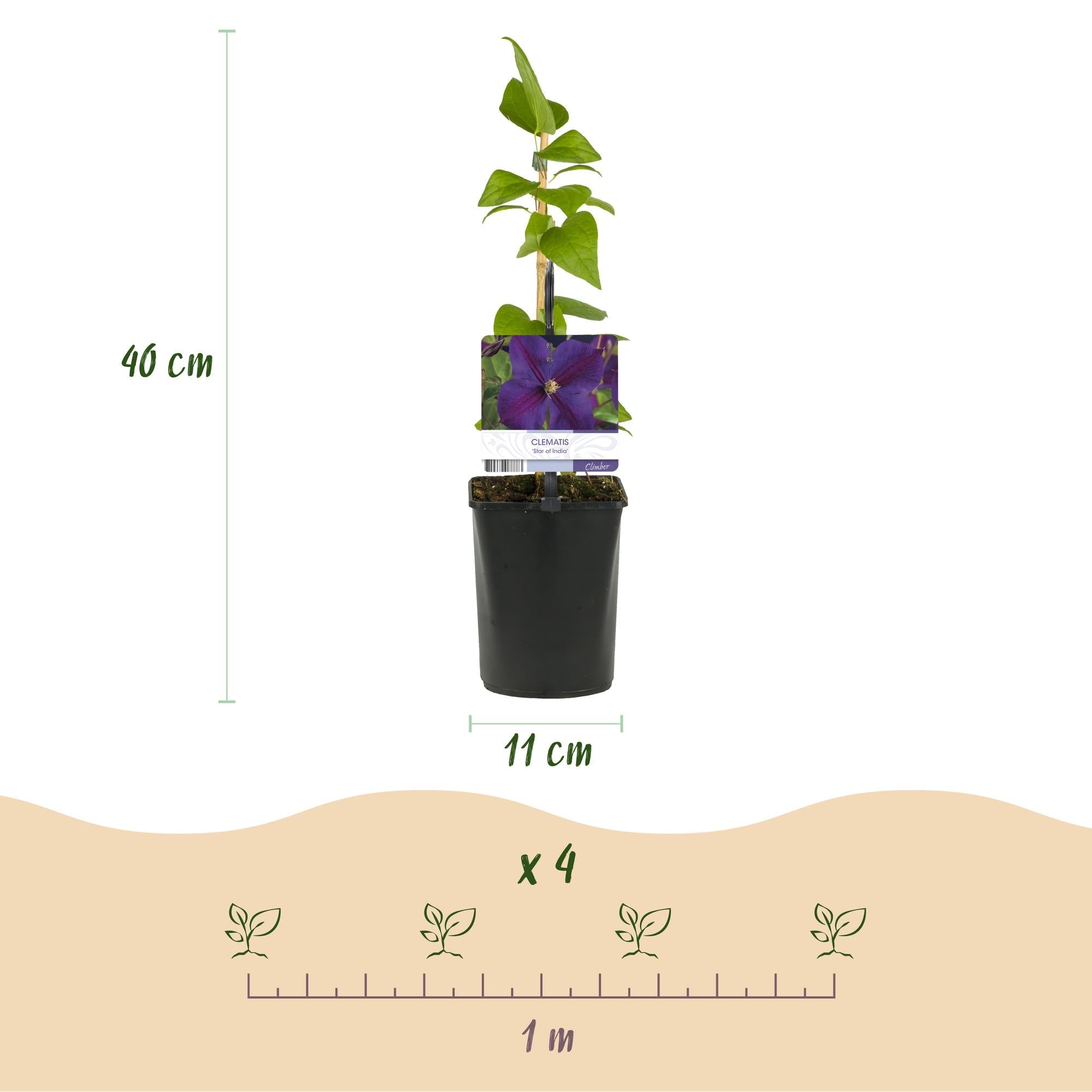 Kletterpflanze Clematis Star of India – Tiefblaue Blüten – 2 Pflanzen – 11cm x H40cm – Pflegeleicht & Winterhart – Ideal für Garten, Balkon & Pergolen – Plant
