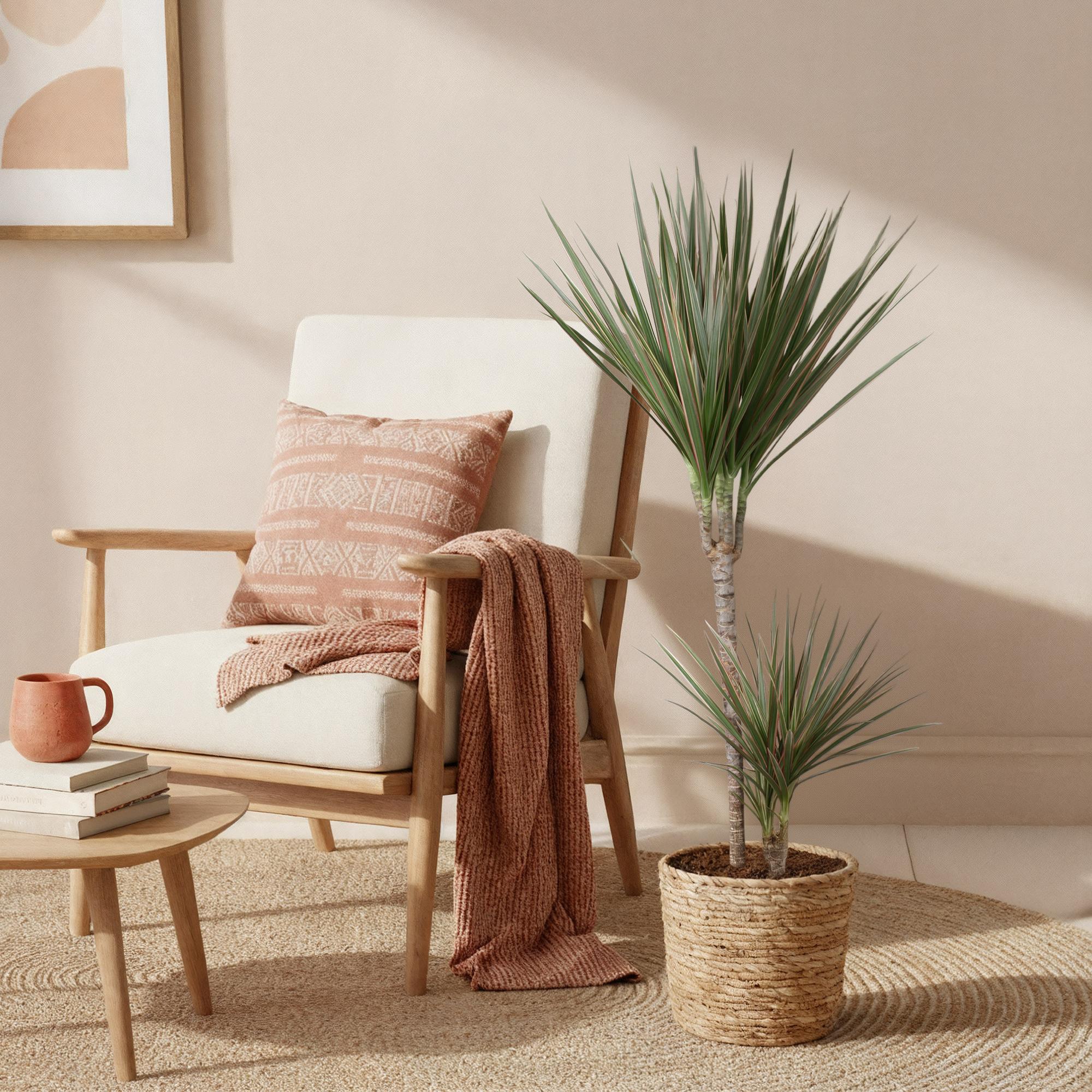 Dracaena Marginata Bicolor – 90-100cm – 21cm inkl. Naturkorb – Pflegeleichter Drachenbaum – Grün – Braunes zweifarbiges Blattwerk – & Arbeitsräume – Plant