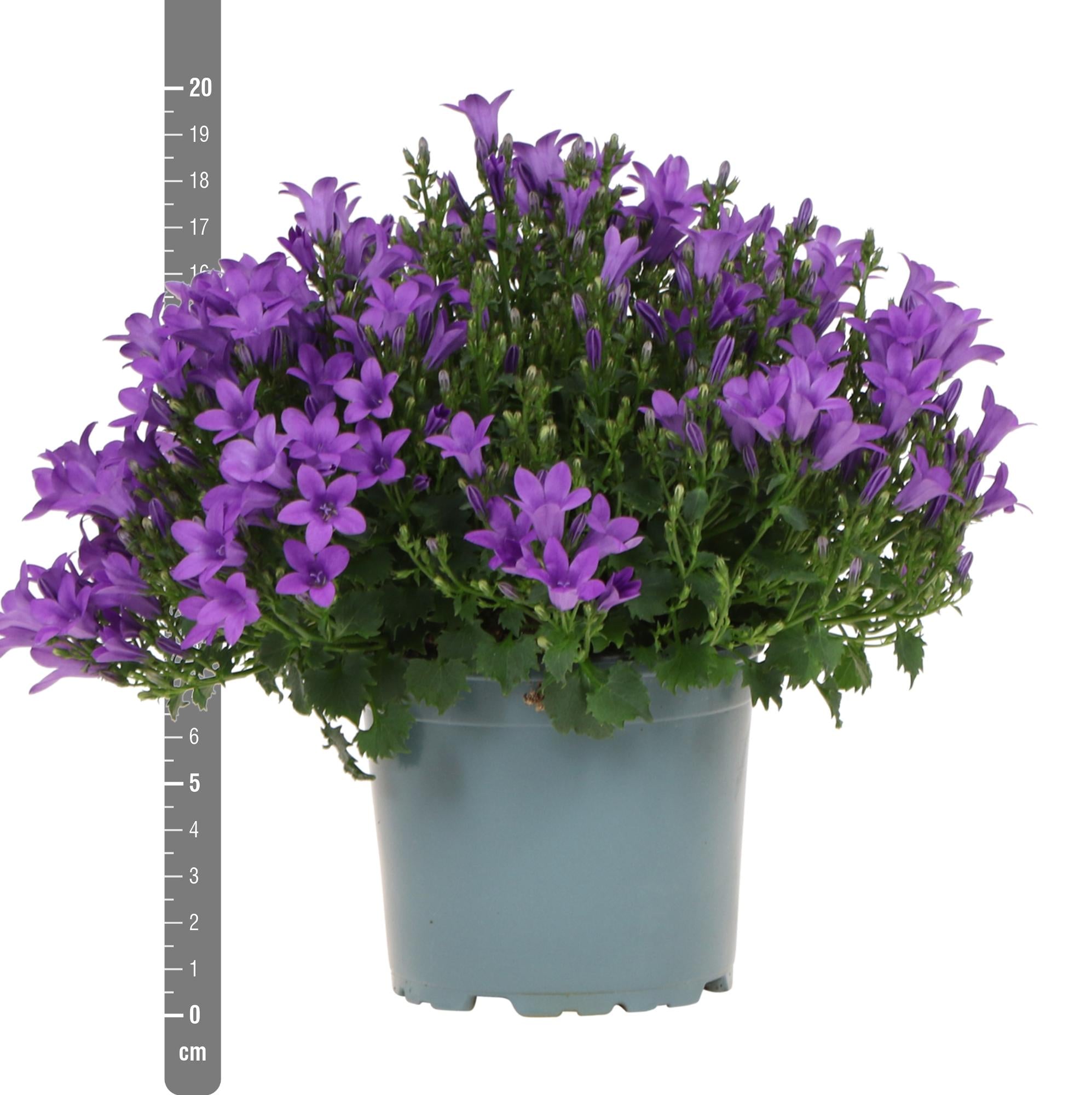 Campanula Addenda Ambella lila 6er Set – Glockenblume violett Topfgröße 12cm – winterhart, lang blühend – Bodendecker für ca.1m² – Plant