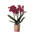 Phalaenopsis Orchidee Chamonix – Ø9cm – Violett/Bordeaux blühende Zimmerpflanze – Kräftige Orchidee mit 2-3 Trieben – Frisch vom Züchter – Plant