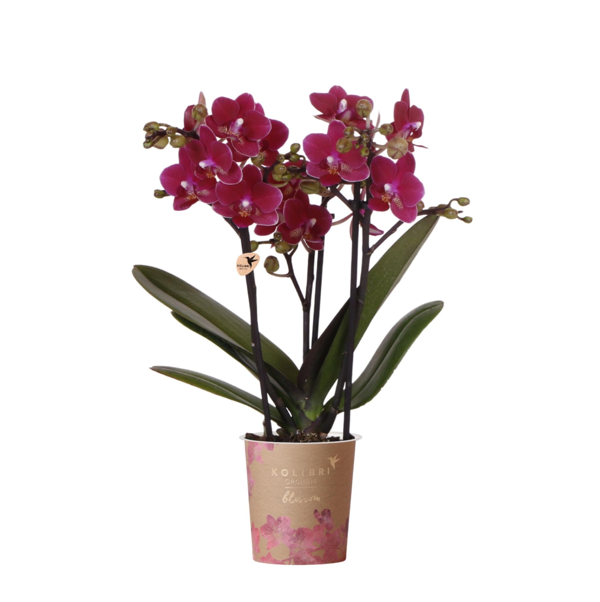 Phalaenopsis Orchidee Chamonix – Ø9cm – Violett/Bordeaux blühende Zimmerpflanze – Kräftige Orchidee mit 2-3 Trieben – Frisch vom Züchter – Plant