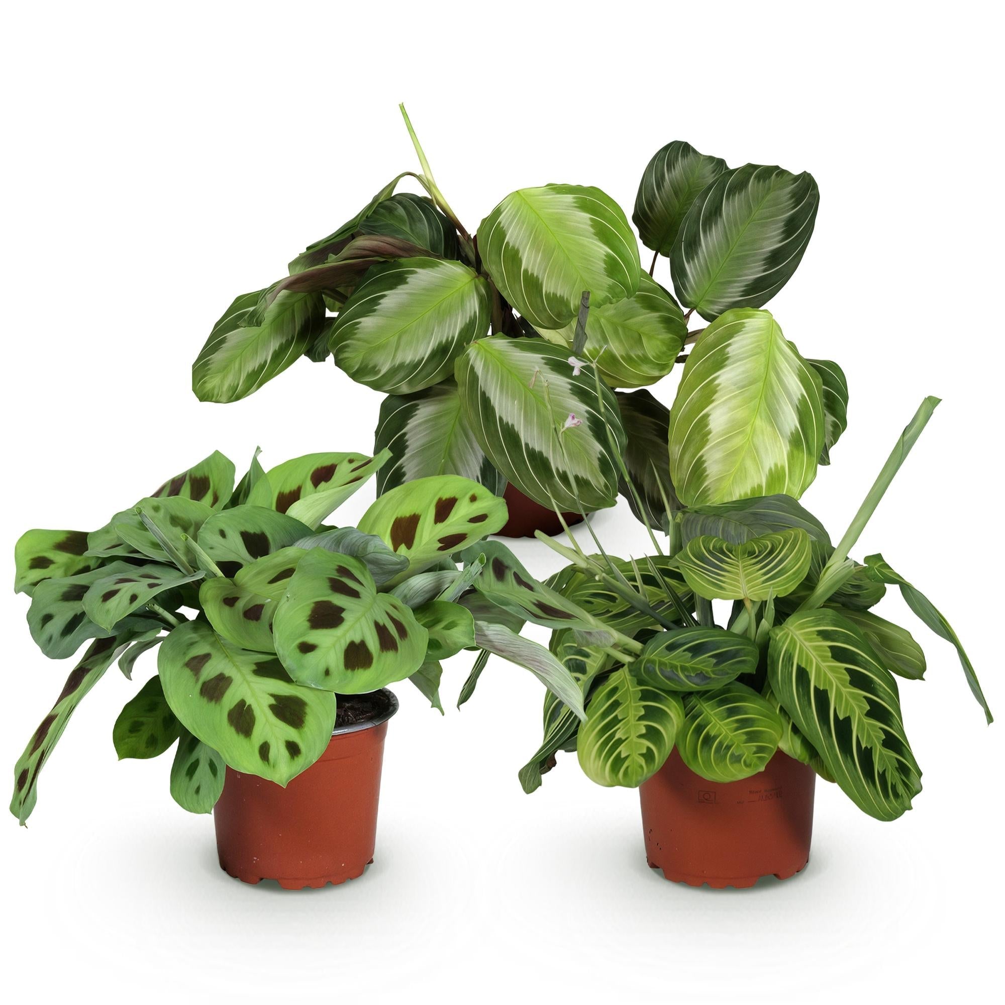 Maranta Mix – 3 Pflanzen – Ø12cm Höhe ca.25cm – Silverband Lemon Lime Kerchoveana – Gebetspflanze Set – Haustierfreundliche Zimmerpflanzen