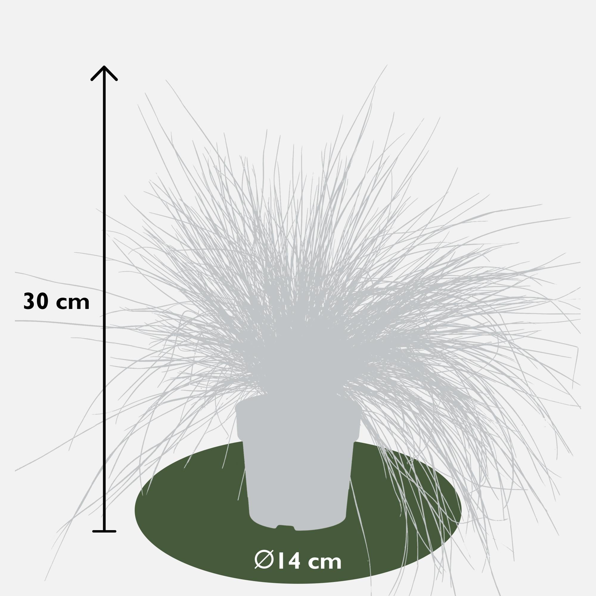 Blauschwingel Festuca glauca Azura Blue Ø14cm – Höhe ca.30cm – silberblaues Ziergras winterhart & immergrün – Plant