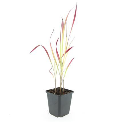 Japanisches Blutgras Imperata cylindrica 'Red Baron' – ↕10-25cm – Ø9cm – Winterhartes Ziergras mit roten Blattspitzen – Plant