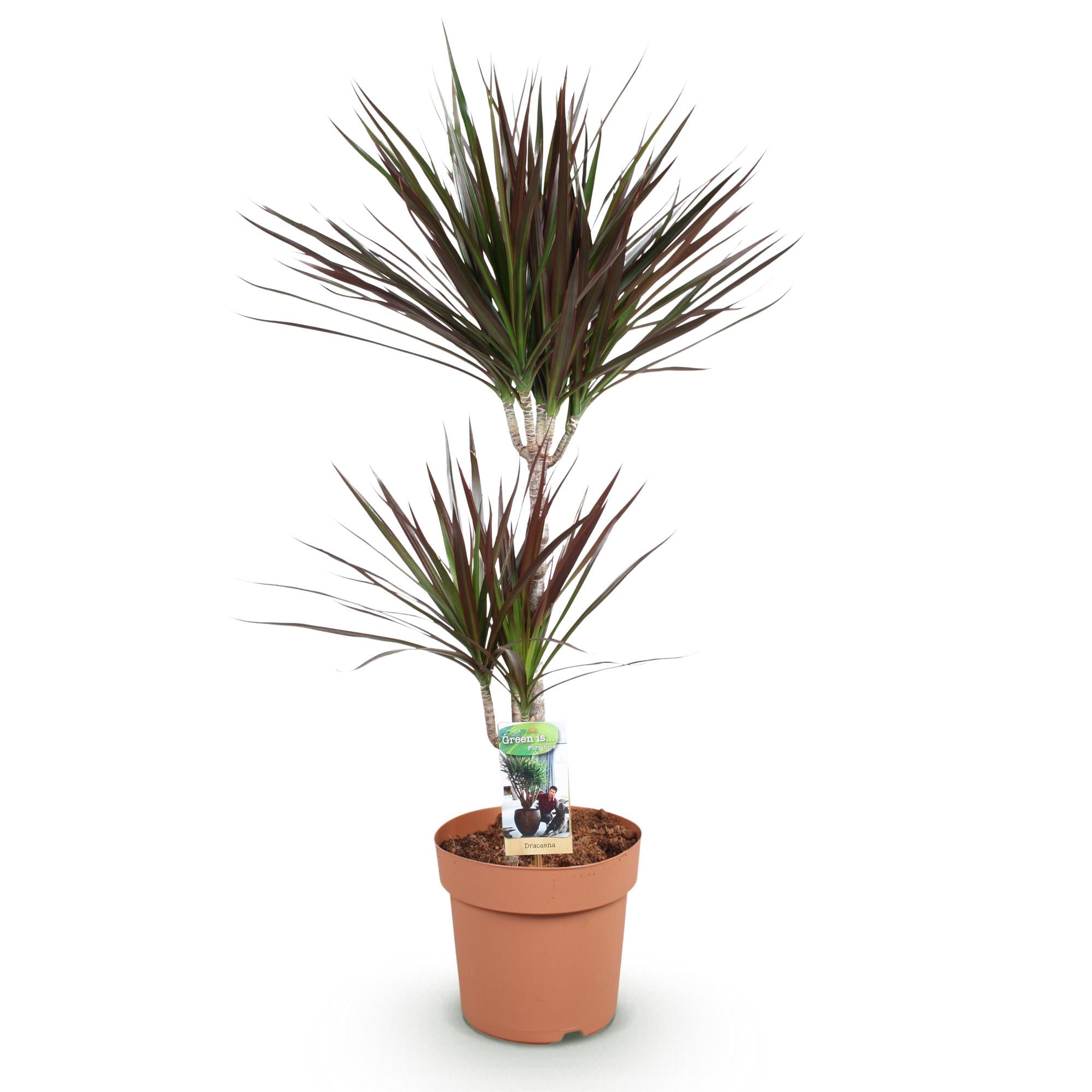 Dracaena Magenta – Drachenbaum – 21cm – Höhe 90-100cm – Pflegeleichte rot – grüne Zimmerpflanze mit dekorativen Stämmen für Wohnzimmer und Büro – Plant