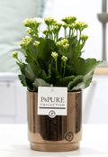 Kalanchoe Weiß in Keramiktopf Goldbronze – Ø12cm ↕27cm – Blühende Zimmerpflanze weiß blühend – Pflegeleicht & langlebig – Plant