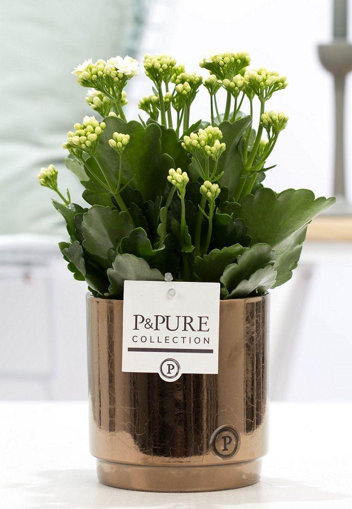 Kalanchoe Weiß in Keramiktopf Goldbronze – Ø12cm ↕27cm – Blühende Zimmerpflanze weiß blühend – Pflegeleicht & langlebig – Plant