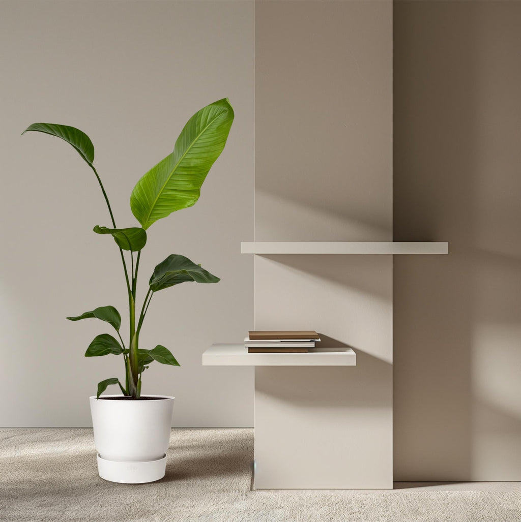 Weißer Paradiesvogel – Strelitzia Nicolai – Zimmerpflanze – Ø17cm – ca. 100cm hoch – Exotisches Grün für Innenräume – 2 Pflanzen – Plant