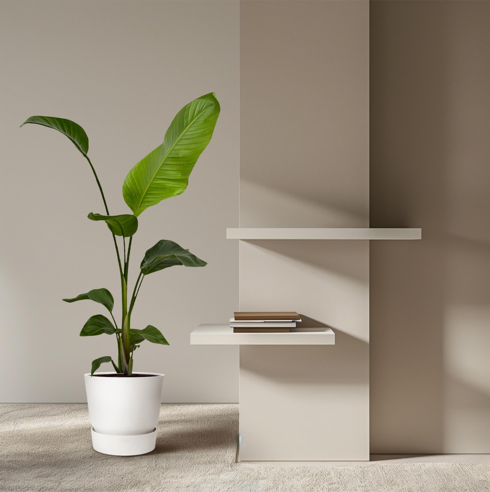 Weißer Paradiesvogel – Strelitzia Nicolai – Zimmerpflanze – Ø17cm – ca. 100cm hoch – Exotisches Grün für Innenräume – 2 Pflanzen – Plant