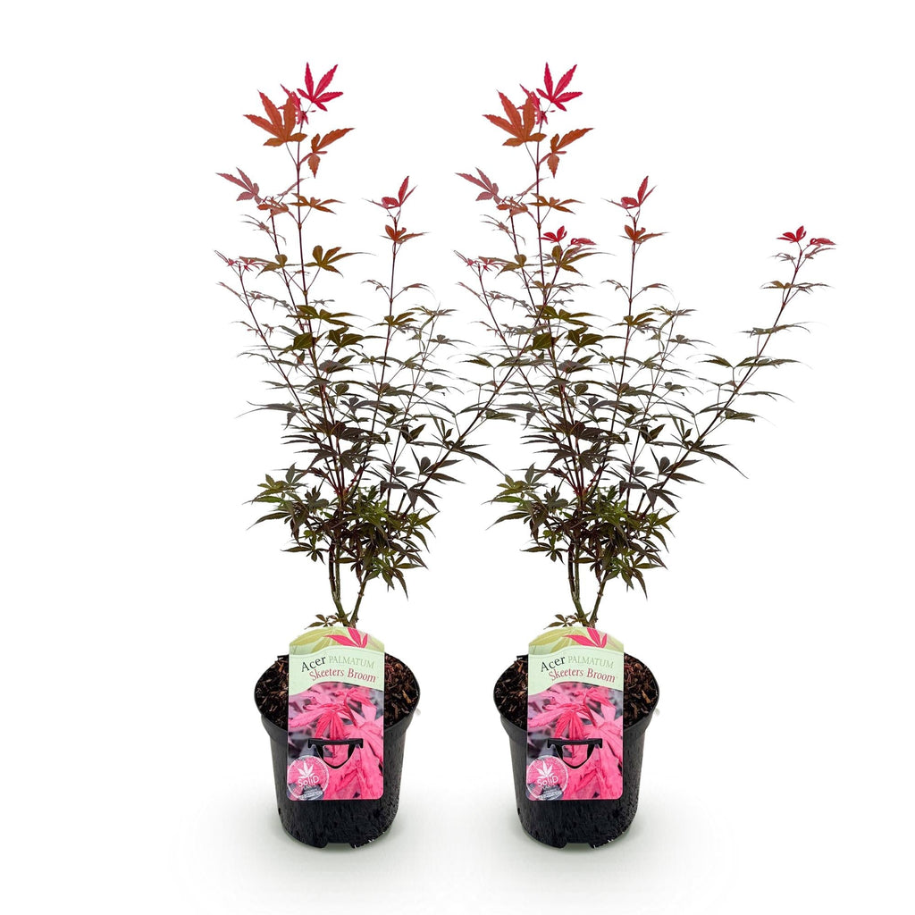 Japanischer Ahorn – Acer palmatum 'Skeeter’s Broom' – 2 Pflanzen – 70cm hoch – Ø19cm – kompakt wachsend – Balkon – & Gartenpflanze – Plant