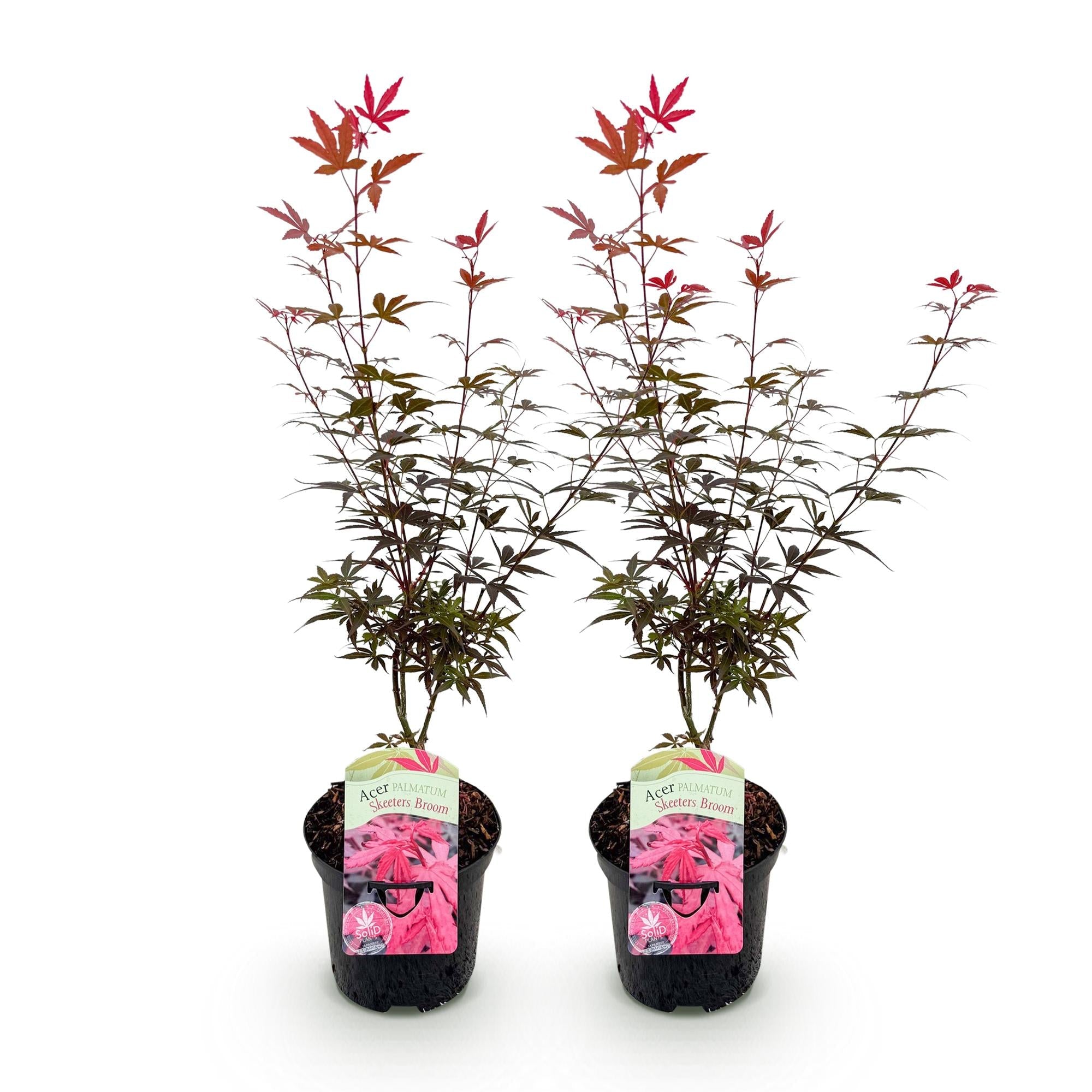 Japanischer Ahorn – Acer palmatum 'Skeeter’s Broom' – 2 Pflanzen – 70cm hoch – Ø19cm – kompakt wachsend – Balkon – & Gartenpflanze – Plant