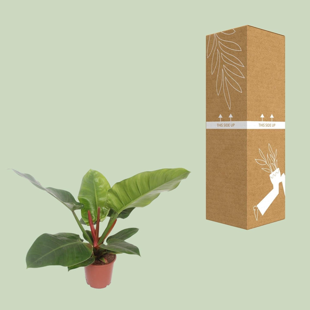 Baumfreund – Philodendron Imperial Green – Zimmerpflanze – Ø17cm – ↕60cm – Tropische, pflegeleichte Grünpflanze mit glänzenden Blättern