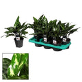 Aglaonema Maria – Zimmerpflanze – Ø14cm – ↕40cm – Elegante Grünpflanze mit gemusterten Blättern – Pflegeleicht & luftreinigend – Plant