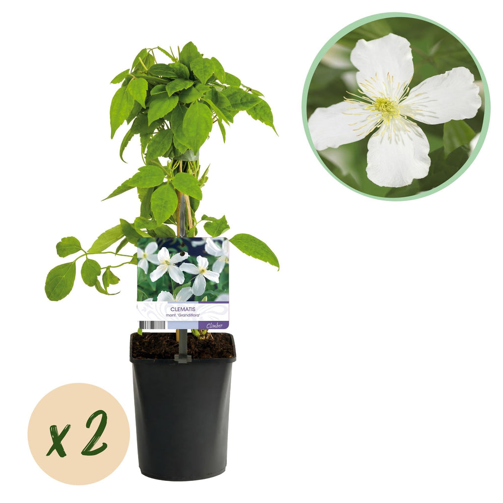 Clematis montana Grandiflora – 2 Pflanzen 11cm – ca. 40cm hoch – Schnellwachsende Kletterpflanze mit großen weißen Blüten – pflegeleicht – Plant