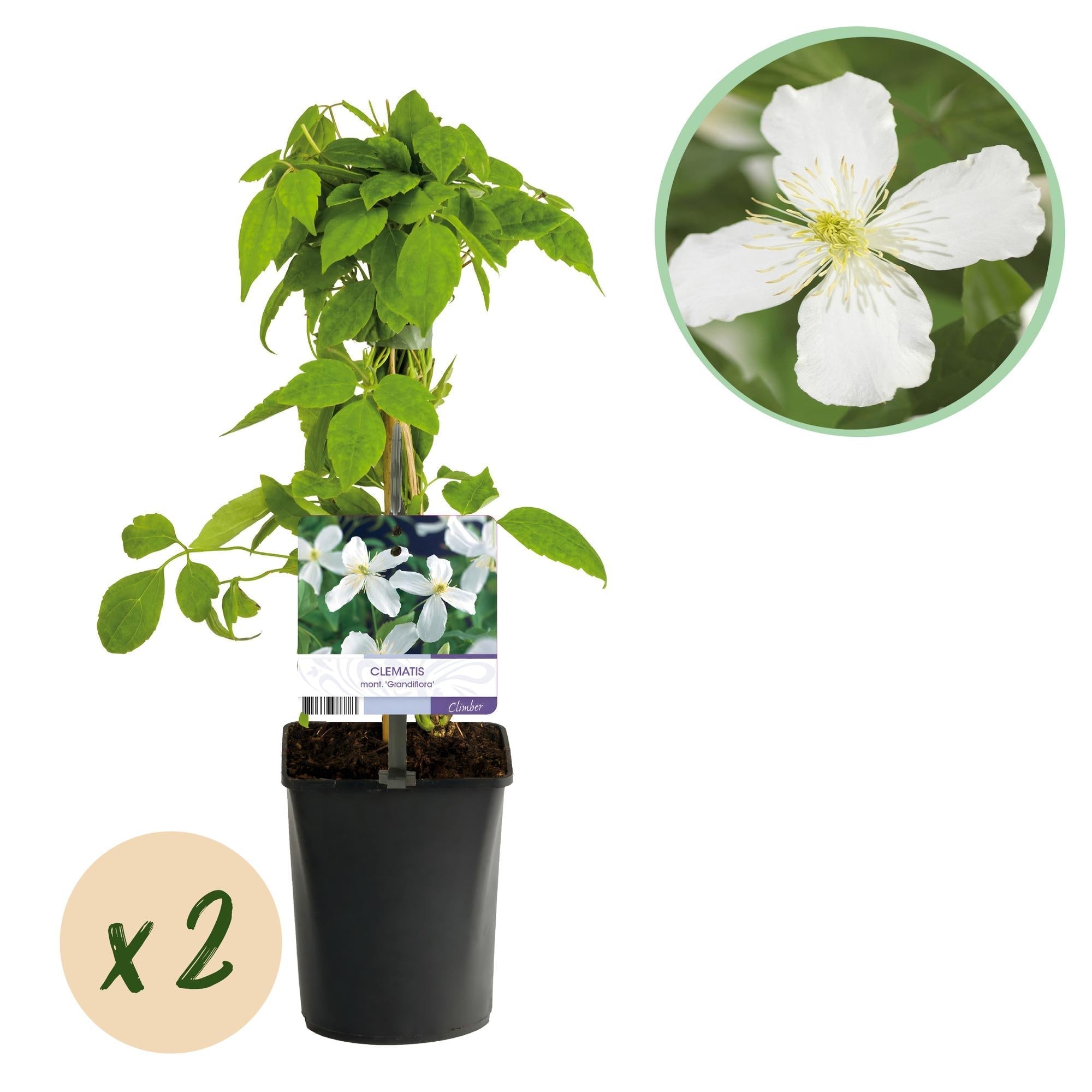 Clematis montana Grandiflora – 2 Pflanzen 11cm – ca. 40cm hoch – Schnellwachsende Kletterpflanze mit großen weißen Blüten – pflegeleicht – Plant
