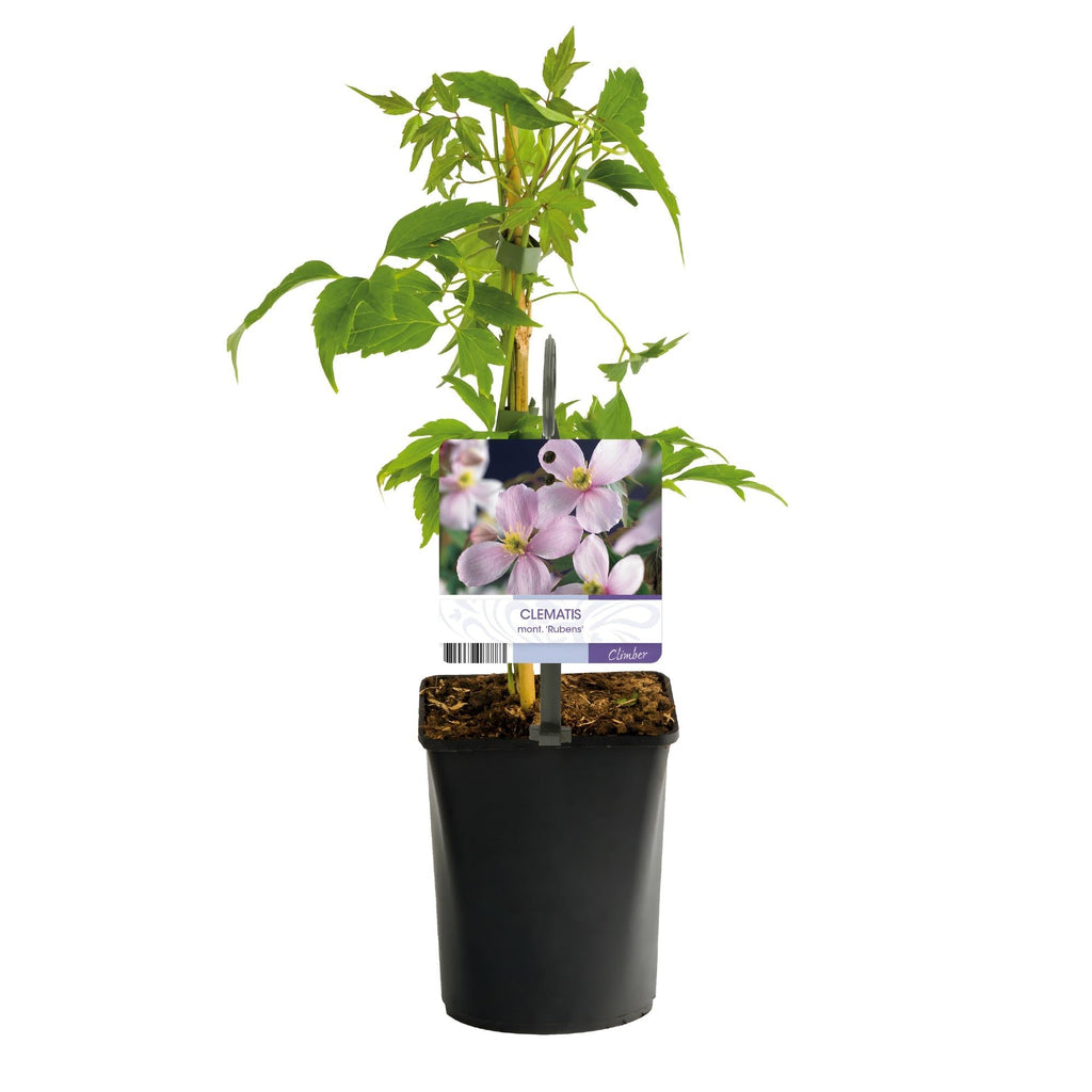 Kletterpflanze Clematis montana Rubens – Hellrosa Blüten – Frühblühend – 2 Pflanzen – 11cm x H40cm – Bis 10m – Pflegeleicht – Plant