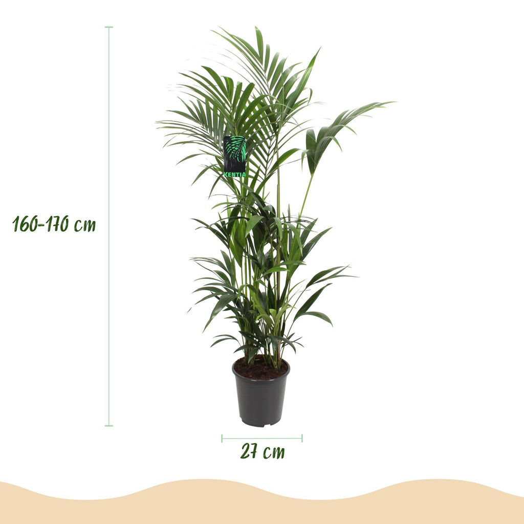 Howea Forsteriana – Kentia – Palme – 160-170cm – 27cm – Pflegeleichte, elegante Zimmerpalme mit fiederartigen Wedeln – Tropisches Highlight für Wohn – Plant