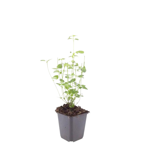 Asiatische Duftnessel Agastache 'Black Adder' – Staude mit dunkelvioletten Blüten – Ø9cm – Blütezeit Sommer bis Herbst – Plant