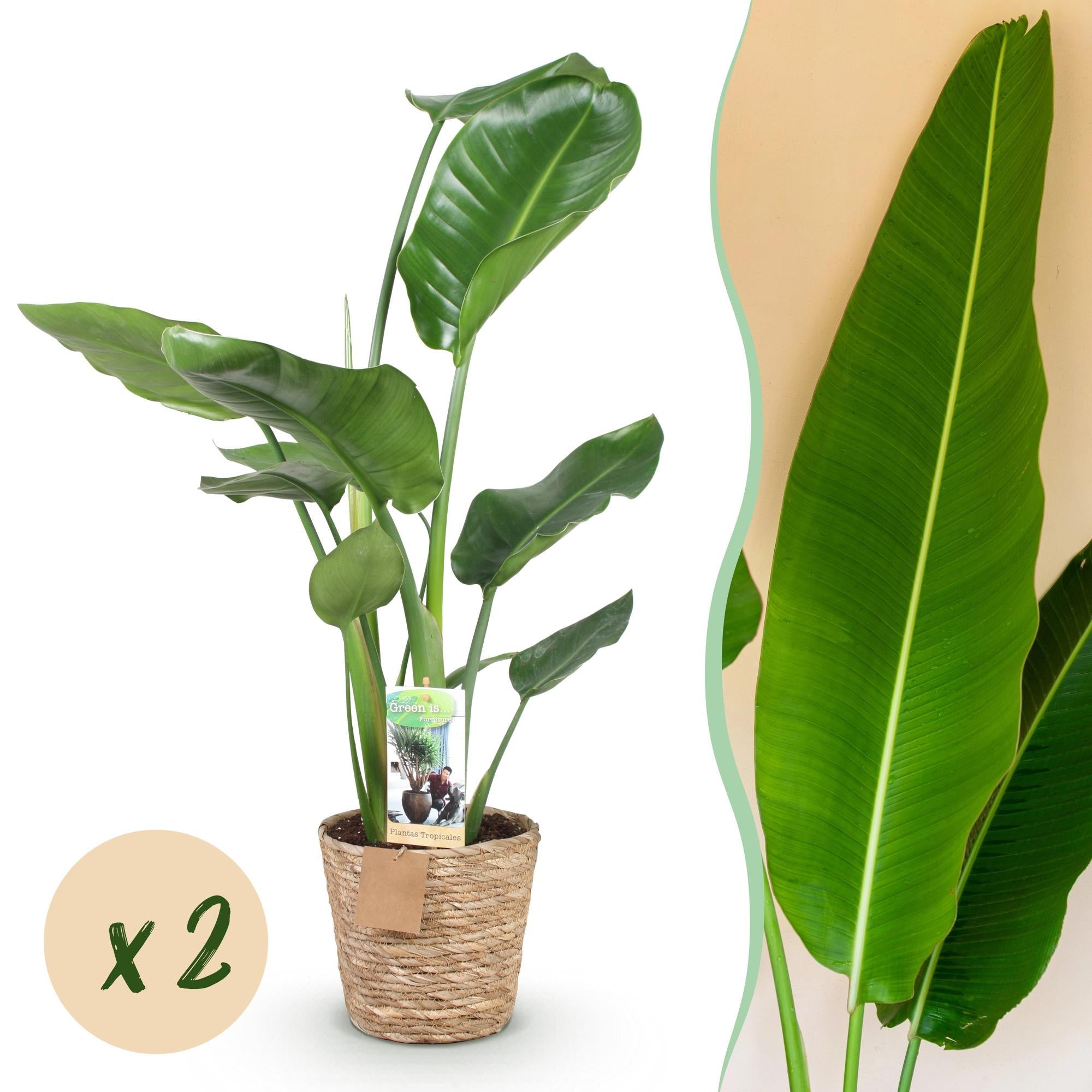 Strelitzia Nicolai – Paradiesvogelblume – 2 Pflanzen – 70-90cm – 17cm – Tropische Zimmerpflanze mit großen grünen Blättern – inkl. Korb