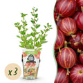 Rote Stachelbeere Ribes uva – crispa Hinnonmaki winterhart Ø9cm Höhe30cm – Süß – saure rote Beeren für Garten Beet Balkon & Terrasse
