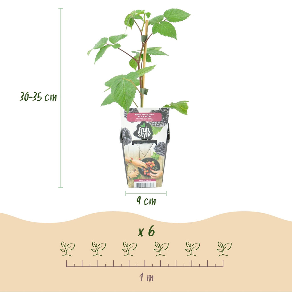 Brombeere Rubus fruticosus Black Satin winterhart Ø9cm Höhe 30cm – Schwarze Brombeere für Garten Beet Balkon & Terrasse