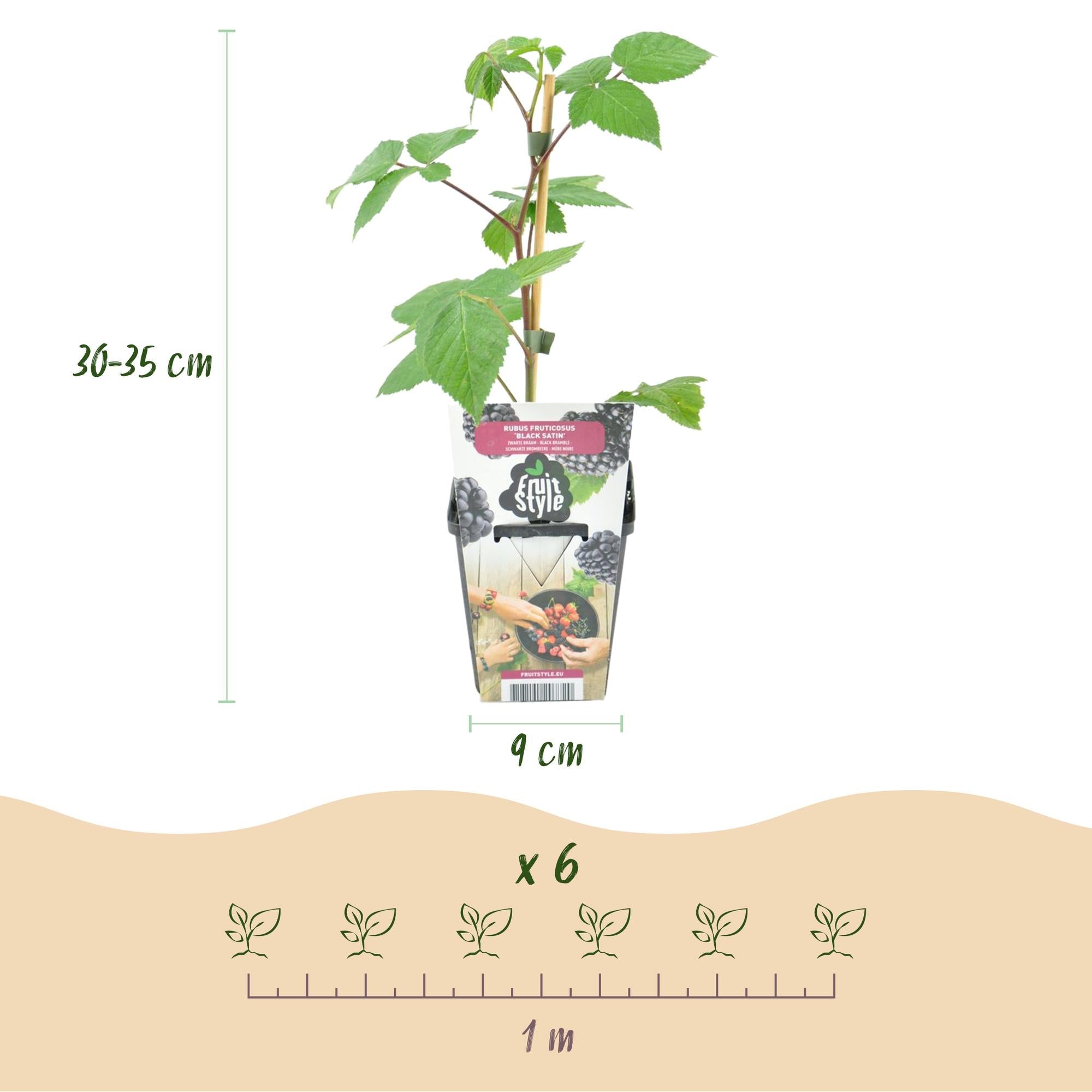 Brombeere Rubus fruticosus Black Satin winterhart Ø9cm Höhe 30cm – Schwarze Brombeere für Garten Beet Balkon & Terrasse