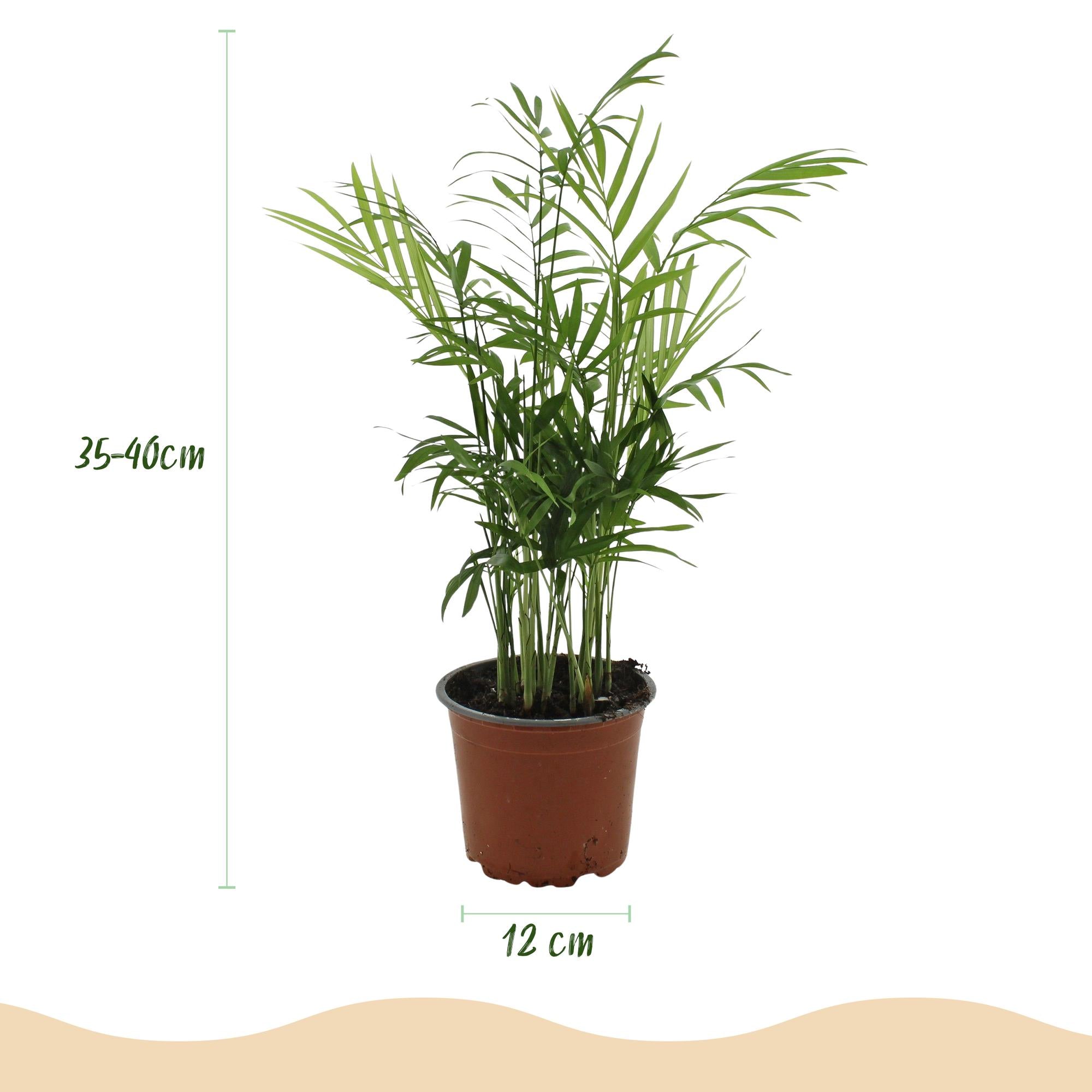 Chamaedorea elegans Pflanze Mit Weißem Topf Ø12cm Höhe ca.15cm Goldpalme Haustierfreundlich Luftreinigend Pflegeleicht Für Zimmer Büro & Schlafzimmer