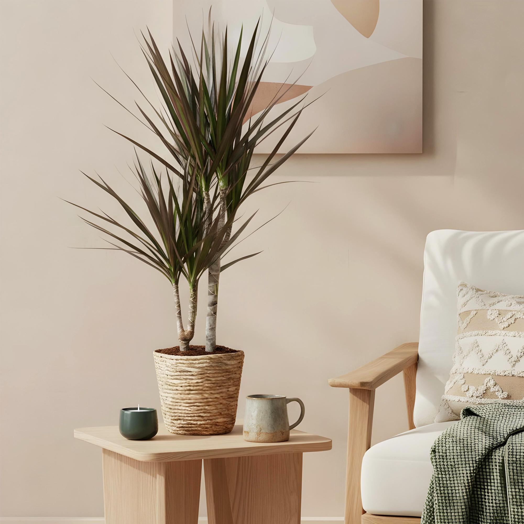 Dracaena Magenta – Drachenblutbaum – 17cm – Höhe 70-80cm – Pflegeleichte rot – grüne Zimmerpflanze mit dekorativen Stängeln für Wohn – Plant