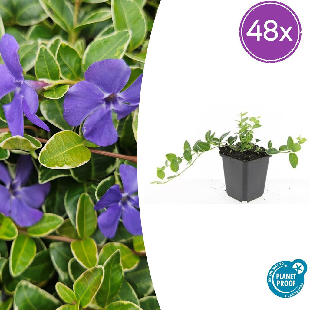 Kleinblättriges weißbuntes Immergrün Vinca minor Argenteovariegata – ↕10-25cm – Ø9cm – Bodendecker – Violette Blüten – Wintergrün – Plant
