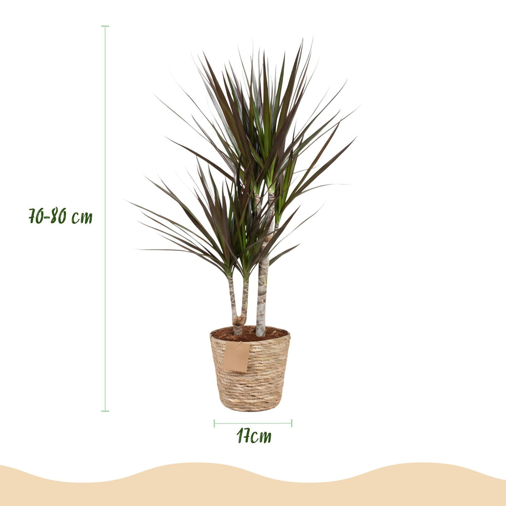 Dracaena Magenta – Zwei pflegeleichte Drachenbäume im dekorativen Korb – 17cm – Höhe 70-80cm – Rot – Grüne Zimmerpflanzen für Innenräume