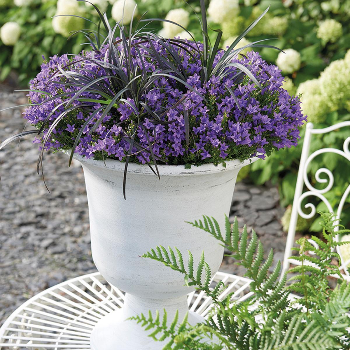 Campanula Addenda Ambella lila 6er Set – Glockenblume violett Topfgröße 12cm – winterhart, lang blühend – Bodendecker für ca.1m² – Plant