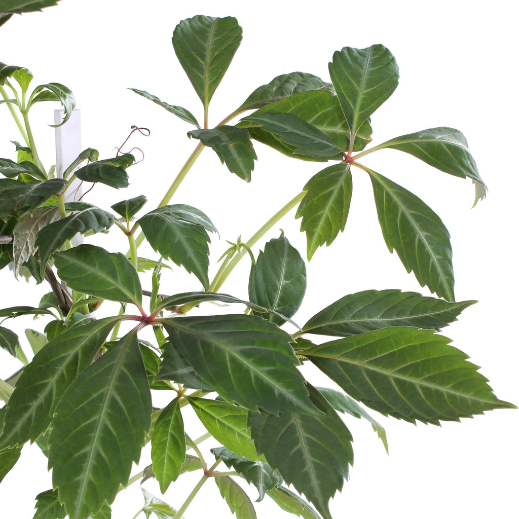 Jungfernrebe – Parthenocissus henryana – Ø15cm – ↕65cm – Farbintensive Kletterpflanze mit roter Herbstfärbung – Plant