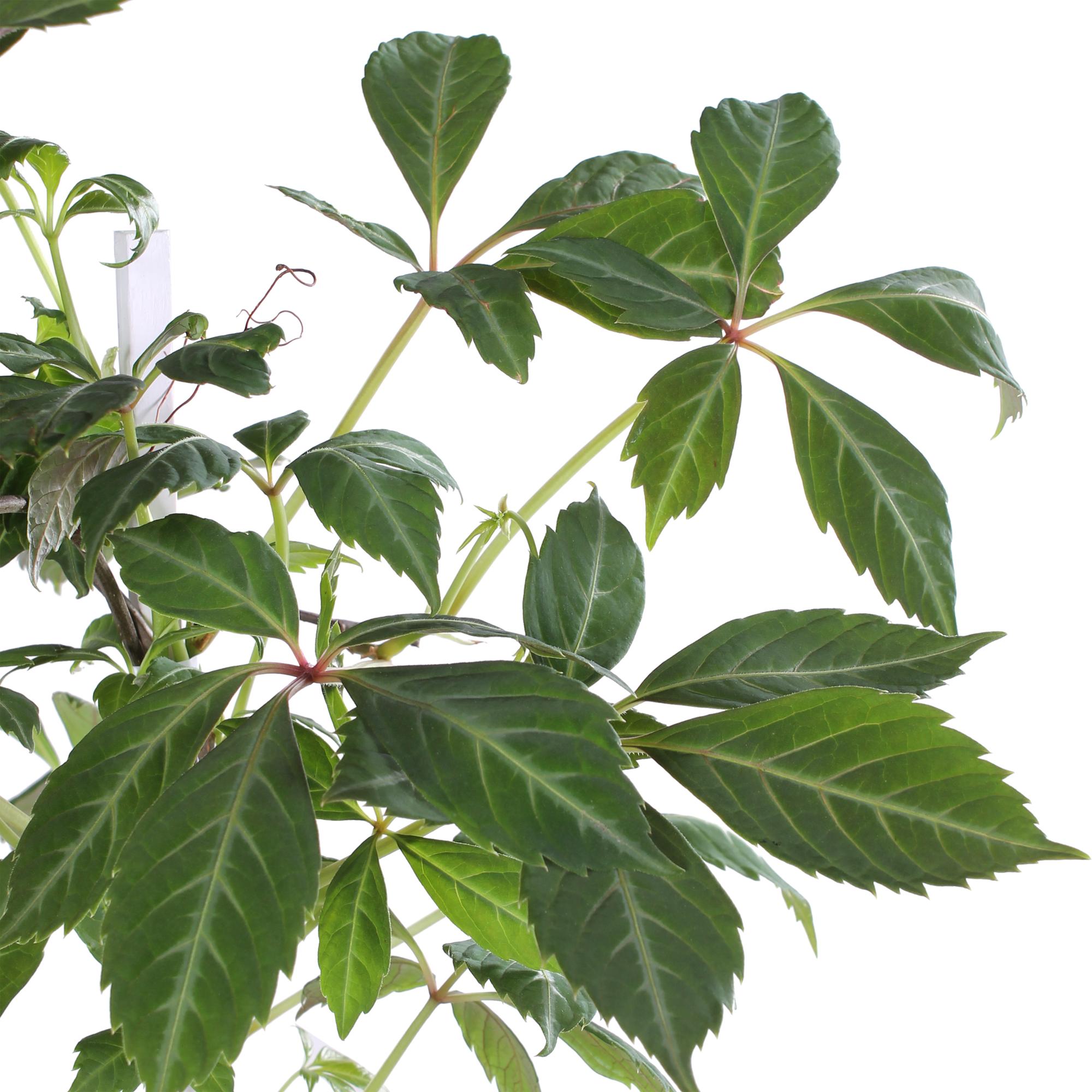 Jungfernrebe – Parthenocissus henryana – Ø15cm – ↕65cm – Farbintensive Kletterpflanze mit roter Herbstfärbung – Plant