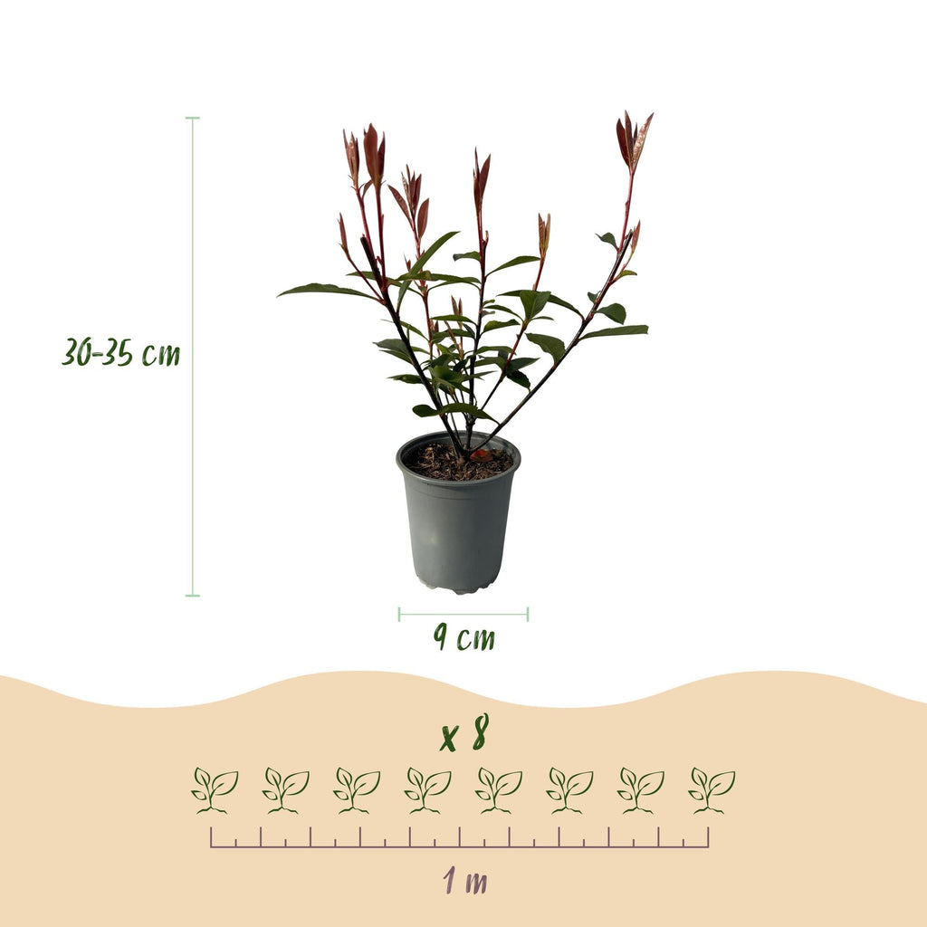 Glanzmispel Photinia fraseri Carre Rouge – Immergrüne Heckenpflanzen – 8 Pflanzen – 1m – 9cm Höhe 30-35cm – Rote & grüne Blätter – Pflegeleicht – Plant