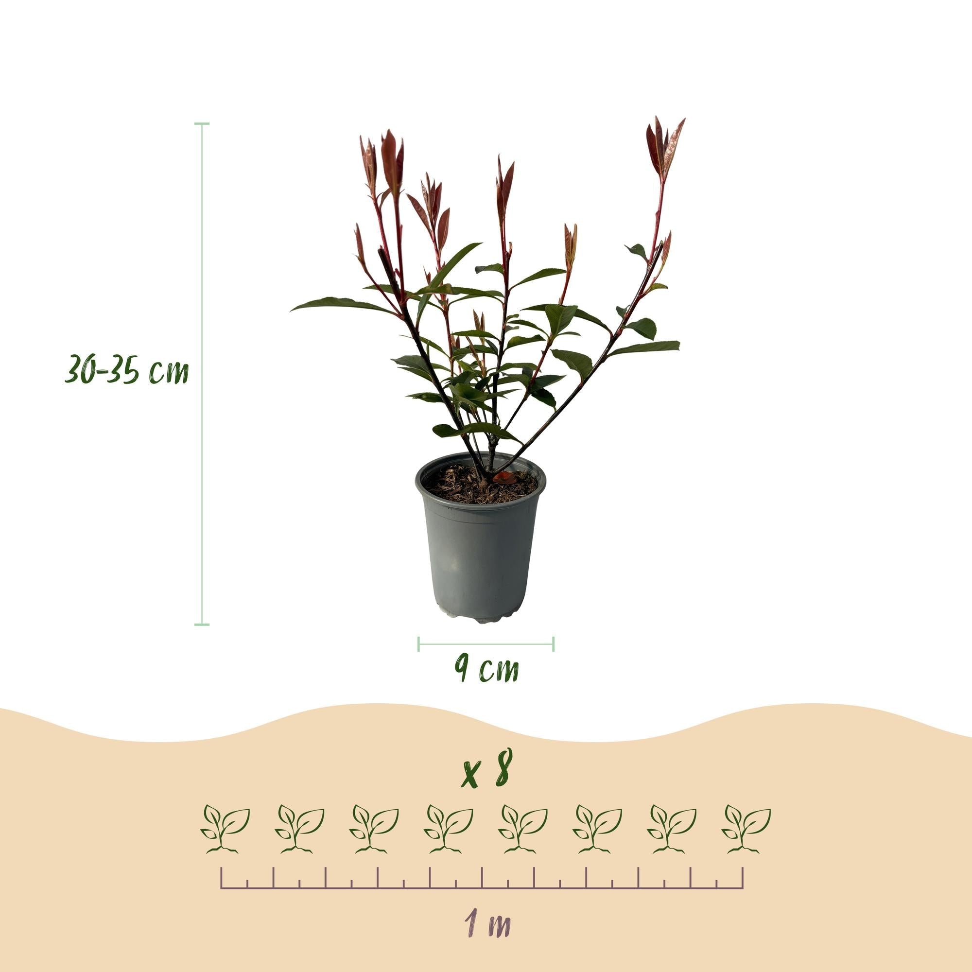 Glanzmispel Photinia fraseri Carre Rouge – Immergrüne Heckenpflanzen – 8 Pflanzen – 1m – 9cm Höhe 30-35cm – Rote & grüne Blätter – Pflegeleicht – Plant