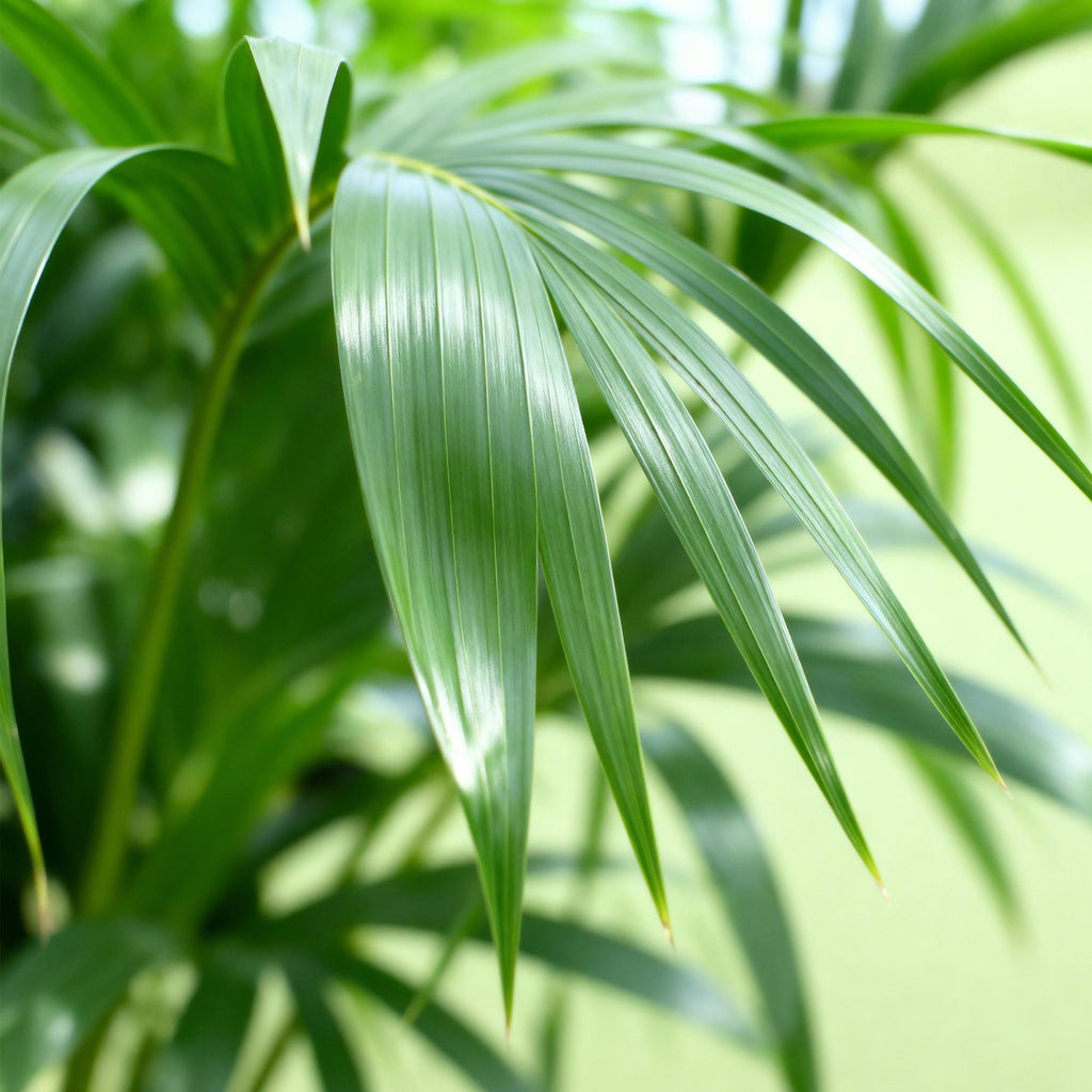 Howea Forsteriana – Kentia – Palme – 2 Pflanzen – 70-75cm – 17cm – Pflegeleichte Zimmerpalmen mit eleganten Wedeln