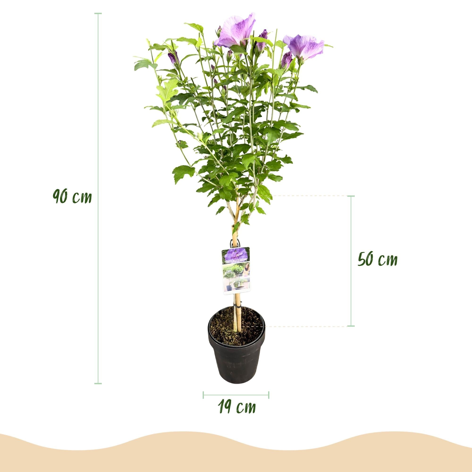 Hibiscus syriacus Lavender Chiffon – Stamm – Pflanze Ø19cm – ca. 90cm hoch – Winterharte Terrassen – & Balkonpflanze – Lila gefüllte Blüten – Plant